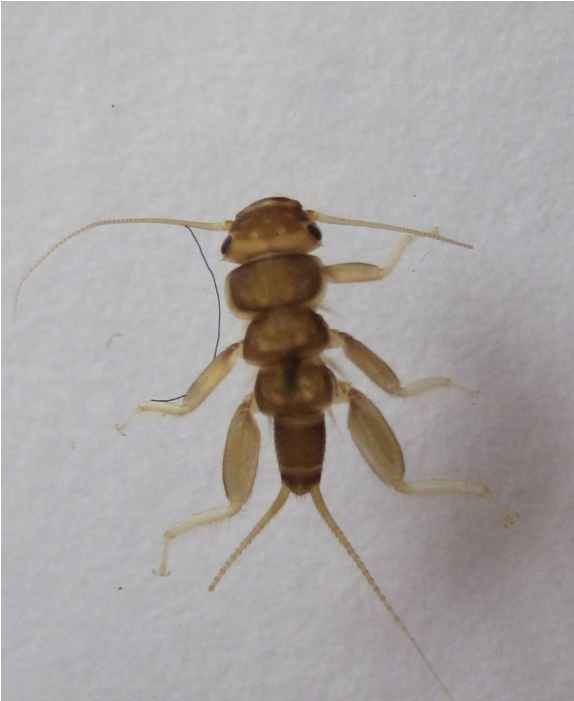 acroneuria